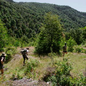 Tour Bosque Milenario de Araucarias